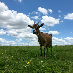 Goat in Green Field: Stunning Nature Photography