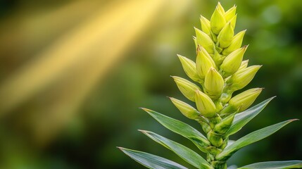 Fototapeta premium Green plant bud closeup sunlight nature floral
