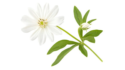 Obraz premium Mexican Aster: A Solitary White Flower Contrasts Against Background