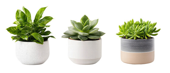 Isolated green succulent and leafy plants in white pots on transparency background