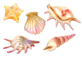Set of seashells watercolour illustration handdrawn isolated transparent background png stickers pattern
