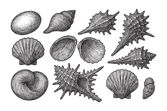 seashell set woodcut engraving vector illustration