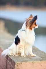 Tricolor papillon dog sitting with his back turned on a bank of lake close-up in evening sunbeams, toy continental spaniel over out of focus background with copyspace.