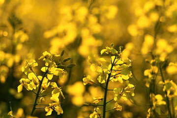 Vibrant yellow rapeseed blossoms spring sunset sunlight detailed floral texture bokeh background...