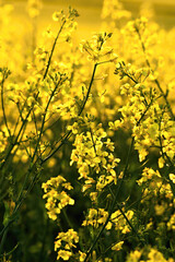 Obraz premium Vibrant yellow rapeseed blossoms spring sunlight detail floral texture bokeh background soft focus