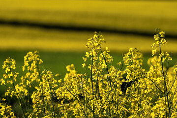 Detailed view of blooming rapeseed flowers glowing in soft natural light. Close-up photo of yellow plants in spring emphasizes nature’s textures and seasonal vitality, eco-friendly and floral.