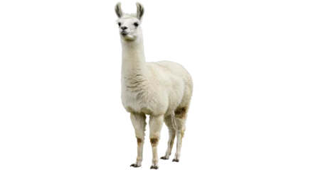 Selbstklebende Fototapeten Isolated White Llama Standing © Jonas