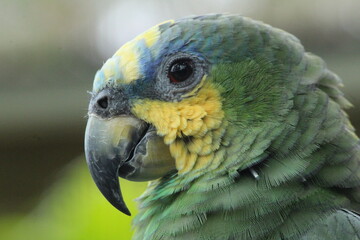 The orange-winged amazon parrot
