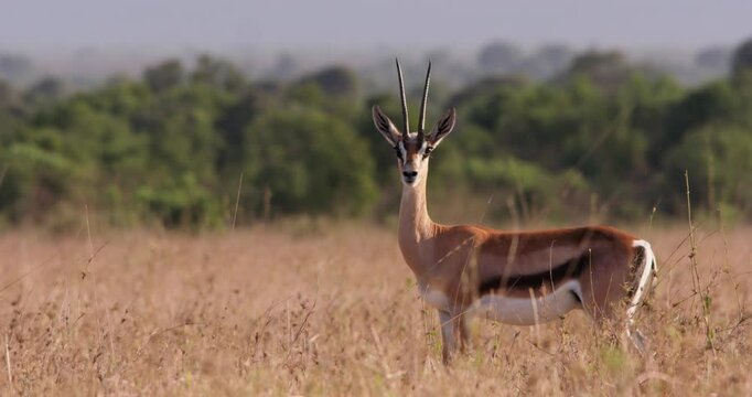 Extreme wide shot of a Thomson's gazelle (Eudorcas thomsonii) keeping high alert of predators in the savannah during the morning in Kenya.