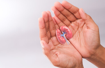 World kidney day. Hand holding kidney shaped paper on white background. National Organ Donor Day. Kidney health concept. top view banner. copy space