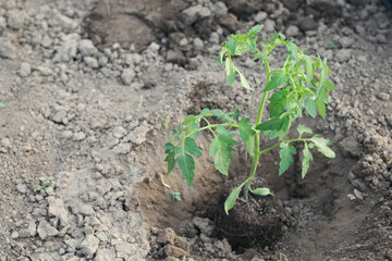 Family in the vegetable garden working together