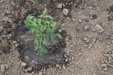 Family in the vegetable garden working together