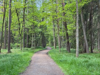 Fototapeta premium Ein Wald bei Nürnberg im Frühling