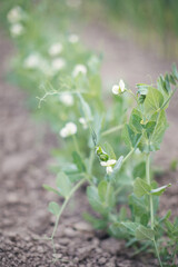 Family in the vegetable garden working together