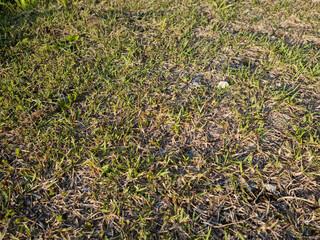 It is a spring lawn with sprouts sprouting.