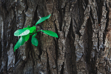 A small twig with leaves grows from the bark of the tree trunk