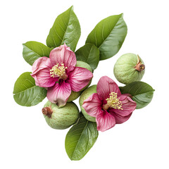Naklejka premium Sweet of guava Brazilian Goiabada