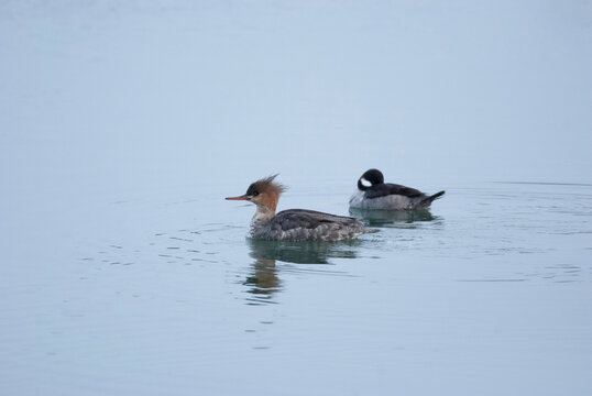Red breasted merganser passes a sleeping bufflehead