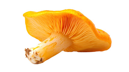 Fototapeta premium Vibrant Orange Mushroom Isolated on Transparent Background for Creative Designs