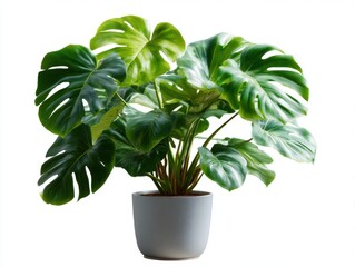 Monstera plant in pot isolated on white background. use cases: decoration, botanical illustration.