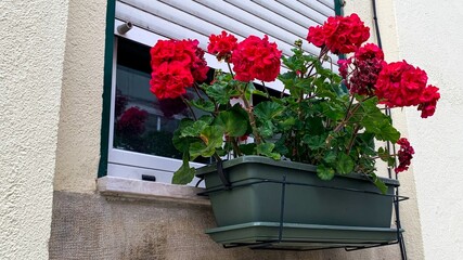 Crimson geraniums cascade from a rustic windowsill, evoking the secret whispers of Oberbaum Festival and Flower Moon
