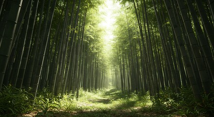 Fototapeta premium Sunlit Path Through Dense Bamboo Forest Lush Green Undergrowth Serene and Peaceful