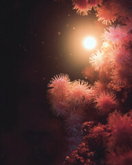 A close up of a bunch of pink flowers with a sun in the background