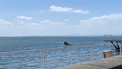 Seagull perches on seaside railing, evoking coastal serenity, reminiscent of World Oceans Day and...