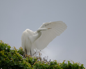Great Egret Grooming the Feathers on Its Outstretched Wing