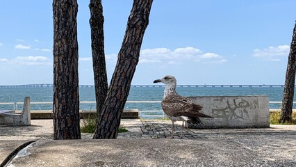 Seagull struts on sunlit pier beside graffiti-kissed stones, evoking Coastal Cleanup Days spirit...