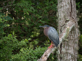 Green Heron Perched on the Limb of a Dead Tree in Texas
