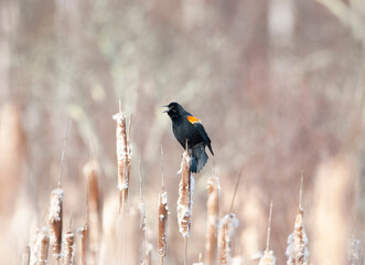 Red wing blackbird perched on a cattail
