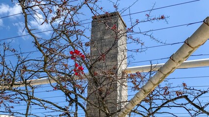 Entwined bare branches and vibrant berries juxtapose industrial chimney, evoking urban nature...