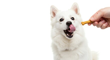 Obraz premium White Dog Licks Nose at Treat