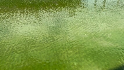 Rippling jade waters reflect verdant serenity, evoking tranquil Zen meditation and the vibrant...
