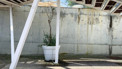 A solitary potted shrub leans against a weathered wall under abstract shadows, echoing solitude and...