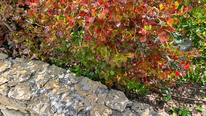 Rustling autumn leaves cascade over a timeworn stone wall, echoing the whispers of Samhain and...