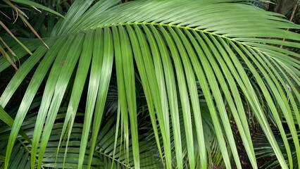 Lush palm leaves whisper tropical secrets, evoking Earth Day's verdant embrace and Tropical Tree...