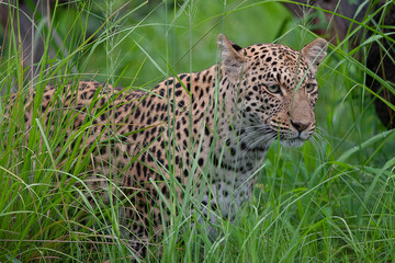 Leopard et son petit