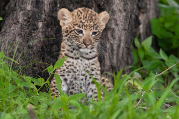Leopard et son petit