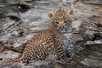 Leopard et son petit