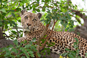 Leopard et son petit