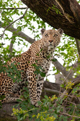 Leopard et son petit