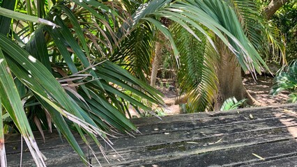 Tropical foliage whispers of hidden retreats, verdant jungle secrets, Earth Day harmony, and joyous...