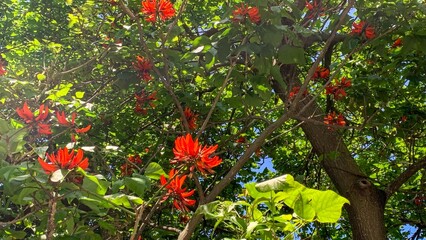 Scarlet blossoms ignite a verdant canopy, echoing Holi's vibrant spirit and whispering secrets of...
