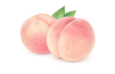 桃のイラスト 水彩 白桃