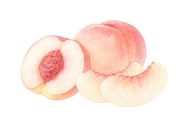 桃のイラスト 水彩 白桃