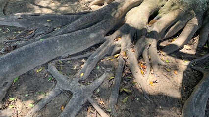 Twisting tree roots weave earthy tales of ancient wisdom, reminiscent of Earth Day reflections and...