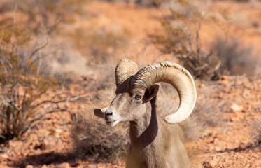 Desert Bighorn Sheep Ram in the Valley of Fire state Park in the Nevada Desert in Winter
