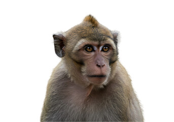 Adorable Monkey Portrait Closeup Photo of a Macaque isolated on white background